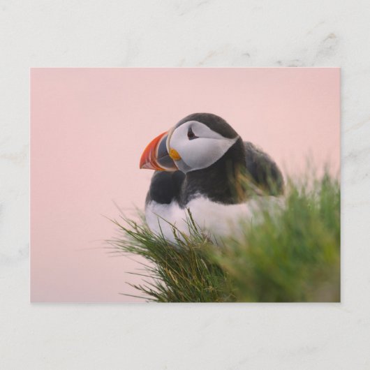 Puffin (Fratercula arctica) Postkarte (Vorderseite)