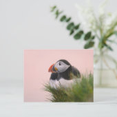 Puffin (Fratercula arctica) Postkarte (Stehend Vorderseite)