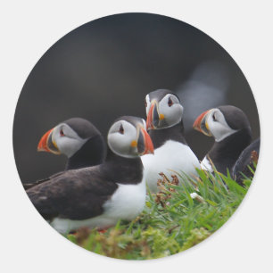 Puffin Gang Runder Aufkleber