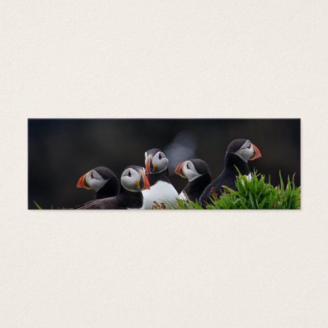 Puffin Gang Visitenkarte (Vorderseite)