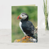 Puffin Greeting Cards Karte (Vorderseite)