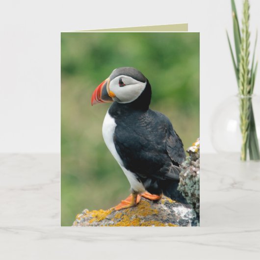 Puffin Greeting Cards Karte (Vorderseite)