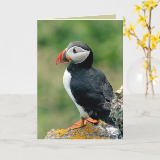 Puffin Greeting Cards Karte (Gelbe Blume)