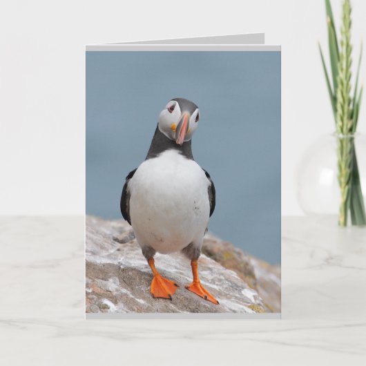 Puffin Greeting Cards Karte (Vorderseite)