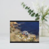Puffin im Versteck Postkarte (Stehend Vorderseite)
