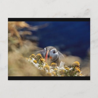 Puffin im Versteck Postkarte