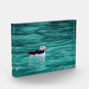 Puffin in der Auferstehungsbucht, Alaska Fotoblock