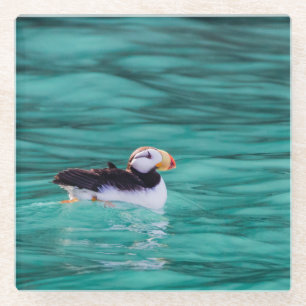Puffin in der Auferstehungsbucht, Alaska Glasuntersetzer