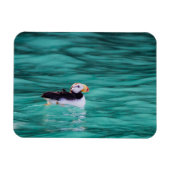 Puffin in der Auferstehungsbucht, Alaska Magnet (Horizontal)