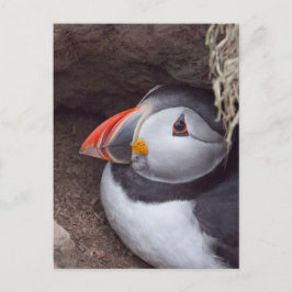 Puffin in einem Burrow Postkarte