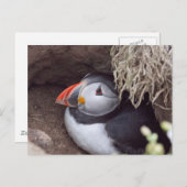 Puffin in einem Burrow Postkarte (Vorne/Hinten)