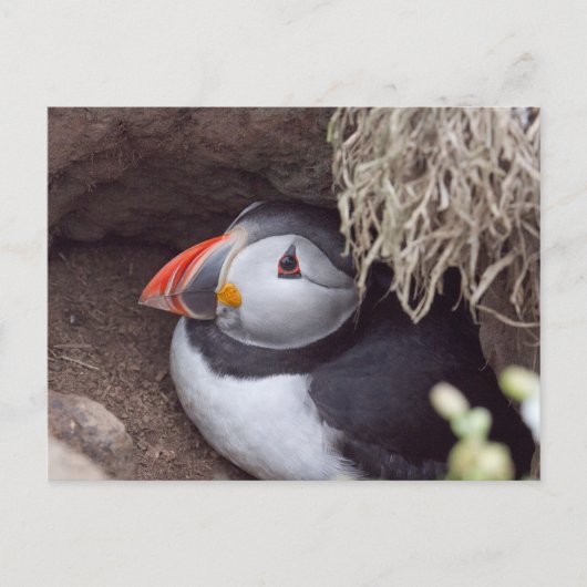 Puffin in einem Burrow Postkarte (Vorderseite)