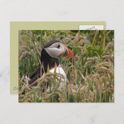 Puffin in Gras Postkarte (Vorne/Hinten)