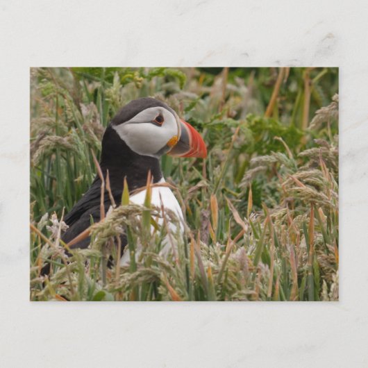 Puffin in Gras Postkarte (Vorderseite)