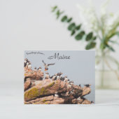 Puffin Landing in Maine Postkarte (Stehend Vorderseite)
