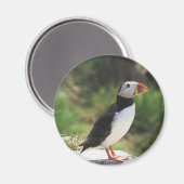 Puffin Magnet (Vorderseite/Rückseite)