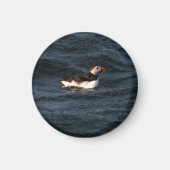 Puffin Magnet (Vorne)