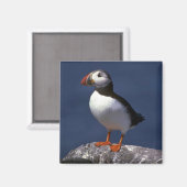 Puffin Magnet (Vorderseite/Rückseite)
