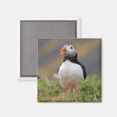 Puffin Magnet (Vorderseite/Rückseite)