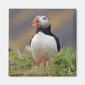 Puffin Magnet (Vorne)