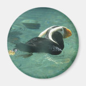 Puffin Magnet (Vorne)