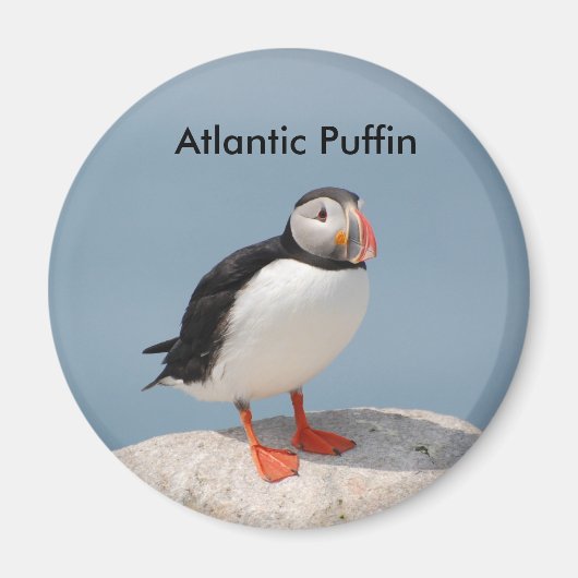 Puffin-Magnet Magnet (Vorne)