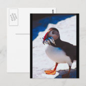 Puffin mit Fisch Postkarte (Vorne/Hinten)