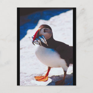 Puffin mit Fisch Postkarte