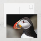 Puffin Nah-up Foto Postkarte (Vorne/Hinten)