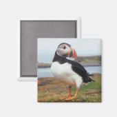 Puffin Perched Magnet (Vorderseite/Rückseite)