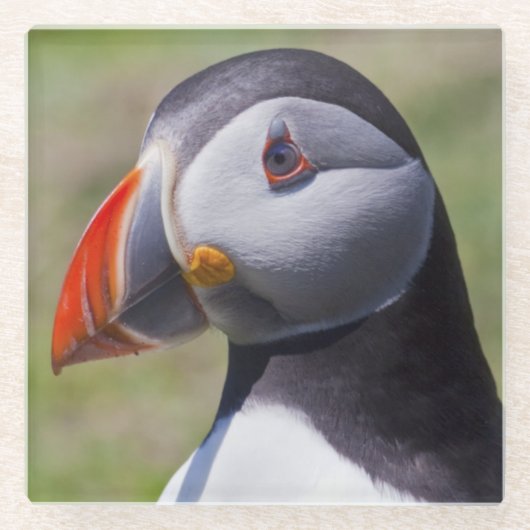 Puffin Portrait Glass Untersetzer (Vorderseite)