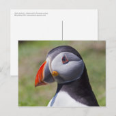 Puffin Portrait Postkarte (Vorne/Hinten)