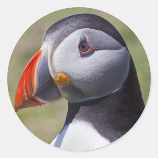 Puffin Portrait Stickers (Vorderseite)