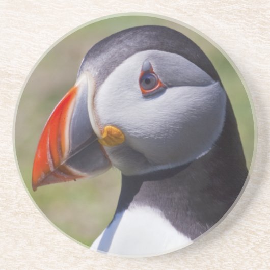 Puffin Portrait Untersetzer (Vorne)