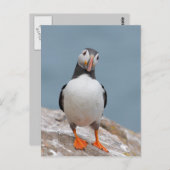 Puffin Pose Postkarte (Vorne/Hinten)