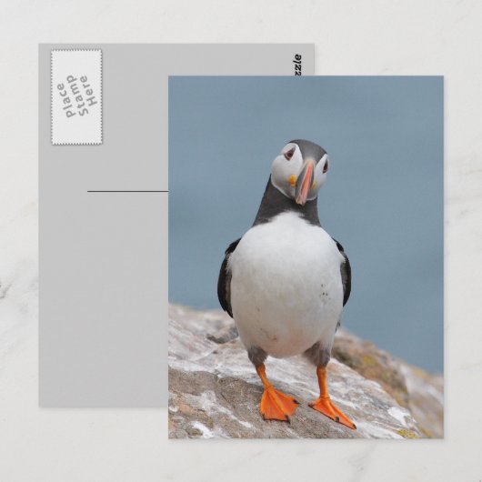 Puffin Pose Postkarte (Vorne/Hinten)