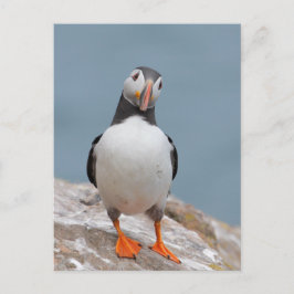 Puffin Pose Postkarte