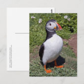 Puffin Postcard Postkarte (Vorne/Hinten)