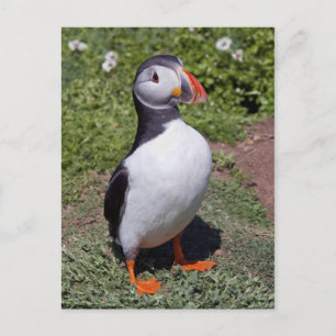 Puffin Postcard Postkarte