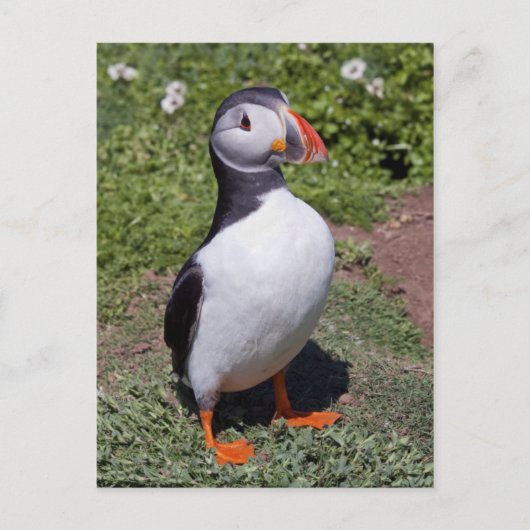 Puffin Postcard Postkarte (Vorderseite)