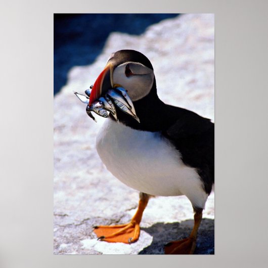 Puffin Poster (Vorne)