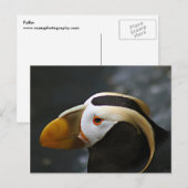 Puffin Postkarte (Vorne/Hinten)