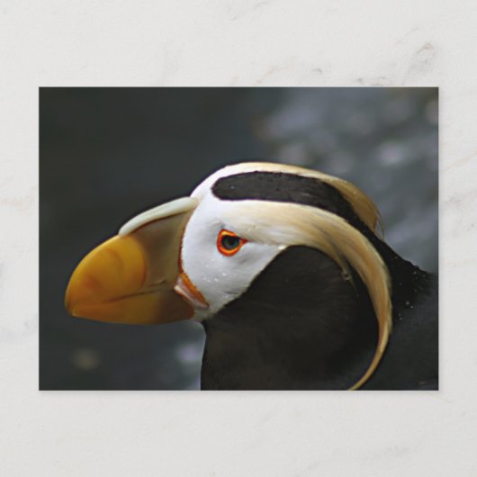 Puffin Postkarte (Vorderseite)
