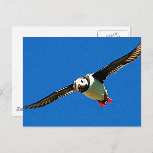 Puffin Postkarte (Vorne/Hinten)