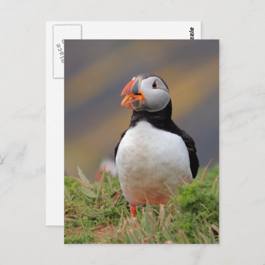 Puffin Postkarte (Vorne/Hinten)