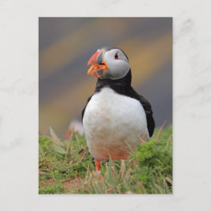Puffin Postkarte