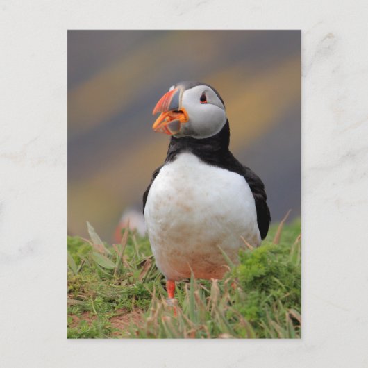 Puffin Postkarte (Vorderseite)
