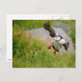 Puffin Postkarte (Vorne/Hinten)