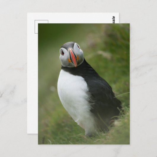 Puffin-Postkarte Postkarte (Vorne/Hinten)