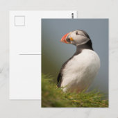 Puffin-Postkarte Postkarte (Vorne/Hinten)
